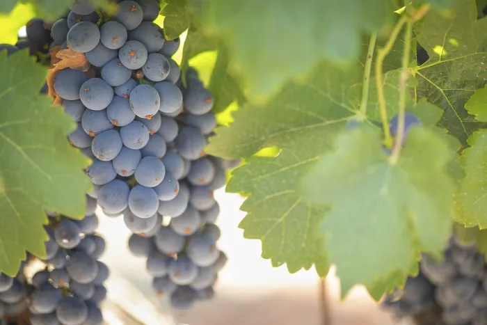 Gerahmter Druck : Weintrauben, Weinrebe, Weingarten in Temecula, Kalifornien Gerahmter Druck : Weintrauben, Weinrebe, Weingarten in Temecula, Kalifornien