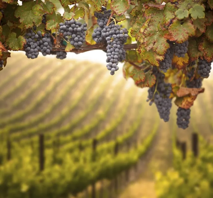 Gerahmter Druck : Weintrauben, Weinrebe, Weingarten in Temecula, Kalifornien Gerahmter Druck : Weintrauben, Weinrebe, Weingarten in Temecula, Kalifornien