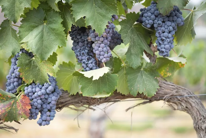 Gerahmter Druck : Weintrauben auf einer Weinberg in Temecula, Kalifornien Gerahmter Druck : Weintrauben auf einer Weinberg in Temecula, Kalifornien