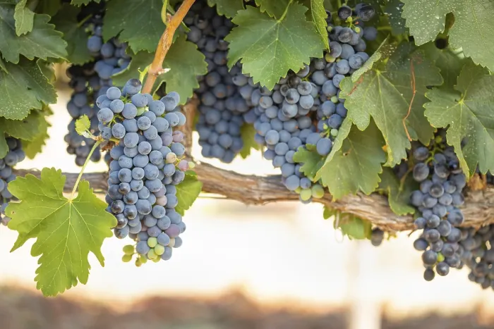 Gerahmter Druck : Weintrauben, Weinrebe, Weingarten in Temecula, Kalifornien Gerahmter Druck : Weintrauben, Weinrebe, Weingarten in Temecula, Kalifornien