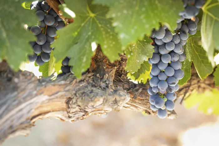 Gerahmter Druck : Weintrauben, Weinreben, Weingarten in Temecula, Kalifornien Gerahmter Druck : Weintrauben, Weinreben, Weingarten in Temecula, Kalifornien