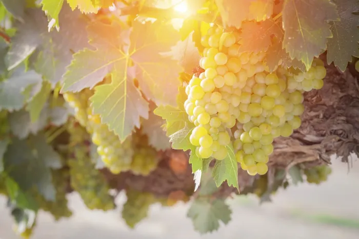 Gerahmter Druck : Trauben auf einer Weinrebe in einem Weingut in Temecula, Kalifornien, USA