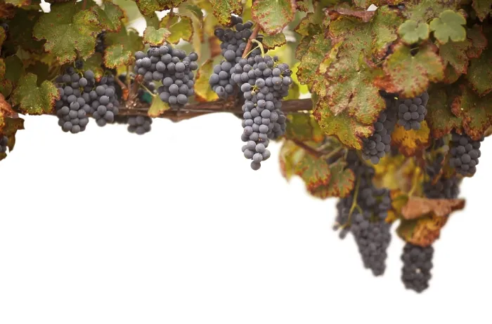 Gerahmter Druck : Weintrauben, Weinreben, Weingarten in Temecula, Kalifornien Gerahmter Druck : Weintrauben, Weinreben, Weingarten in Temecula, Kalifornien