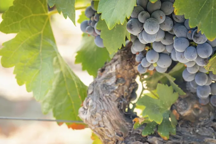 Gerahmter Druck : Trauben, Weinrebe, Weingarten Gerahmter Druck : Trauben, Weinrebe, Weingarten