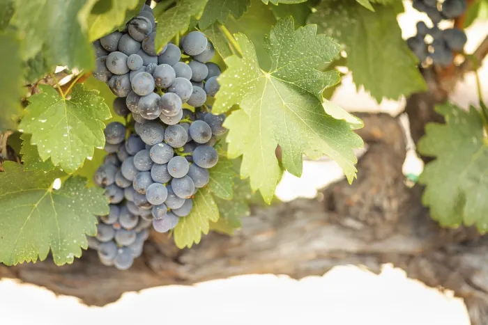 Gerahmter Druck : Weintrauben, Weinrebe, Weingarten in Temecula, Kalifornien Gerahmter Druck : Weintrauben, Weinrebe, Weingarten in Temecula, Kalifornien