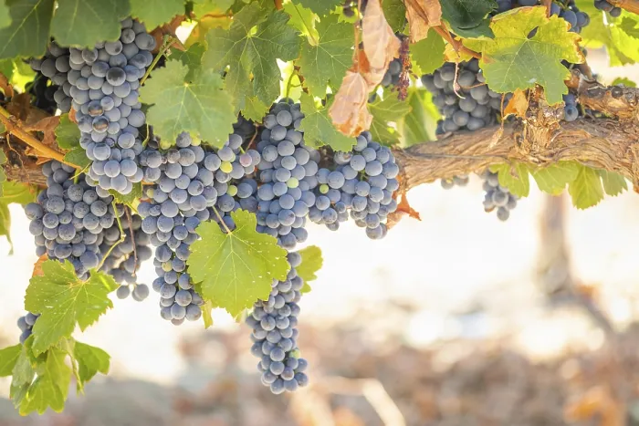 Gerahmter Druck : Weintrauben, Weinrebe, Weinstock in Temecula, Kalifornien Gerahmter Druck : Weintrauben, Weinrebe, Weinstock in Temecula, Kalifornien