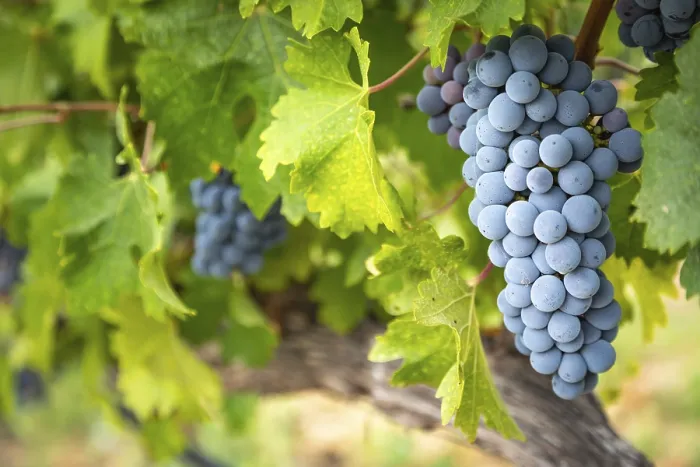 Gerahmter Druck : Weintrauben, Weinrebe, Weingarten in Temecula, Kalifornien Gerahmter Druck : Weintrauben, Weinrebe, Weingarten in Temecula, Kalifornien