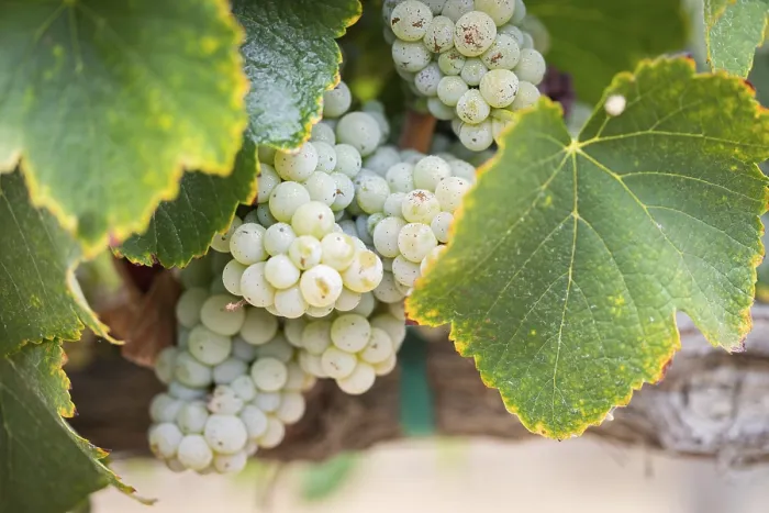 Gerahmter Druck : Weintrauben, Weinrebe, Weingut Gerahmter Druck : Weintrauben, Weinrebe, Weingut