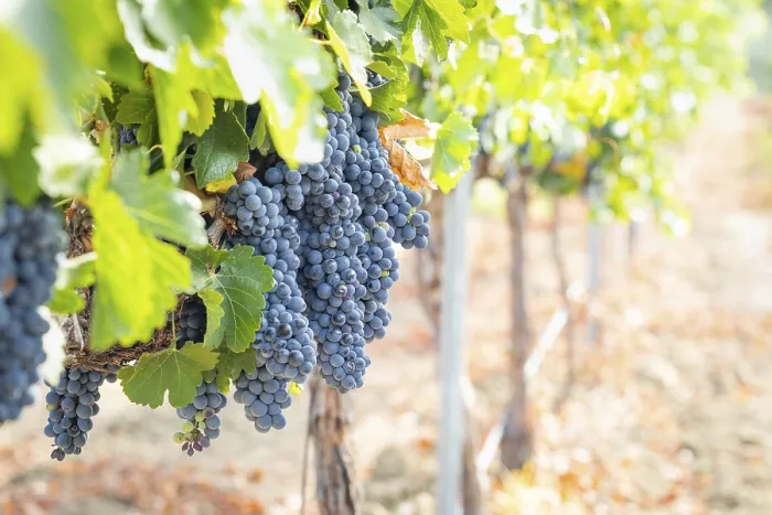 Gerahmter Druck : Weintrauben, Weinrebe, Weingarten in Temecula, Kalifornien