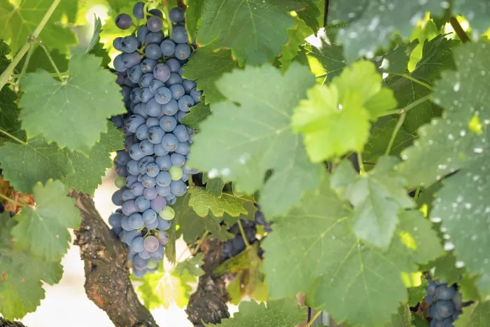 Gerahmter Druck : Trauben, Weinrebe, Weingarten Gerahmter Druck : Trauben, Weinrebe, Weingarten