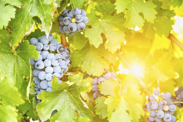 Gerahmter Druck : Trauben, Weinrebe, Weingarten Gerahmter Druck : Trauben, Weinrebe, Weingarten