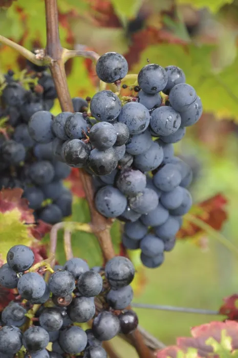 Gerahmter Druck : Trauben, Traube, Wein, blau, Traube. Gerahmter Druck : Trauben, Traube, Wein, blau, Traube.