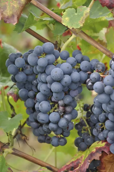 Gerahmter Druck : Trauben, Traube, Wein, blau, Traube Gerahmter Druck : Trauben, Traube, Wein, blau, Traube