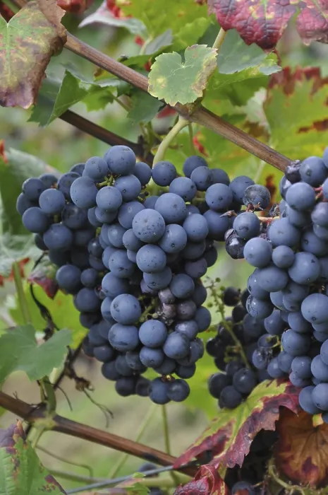 Gerahmter Druck : Beeren, Traube, Wein, blau, Traube. Gerahmter Druck : Beeren, Traube, Wein, blau, Traube.