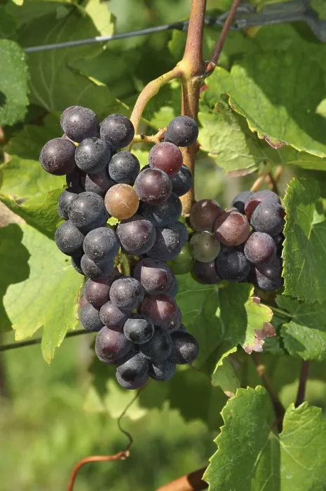 Gerahmter Druck : Trauben, Traube, Wein, blau, Traube. Gerahmter Druck : Trauben, Traube, Wein, blau, Traube.