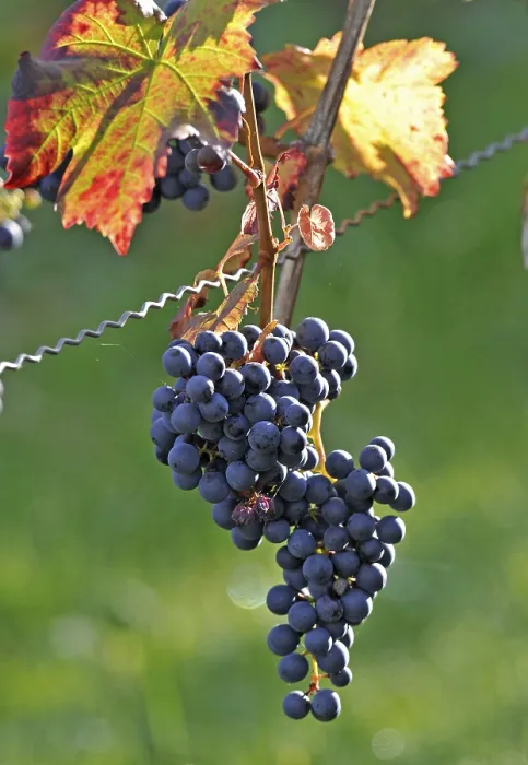 Gerahmter Druck : Trauben auf einer Weinrebe. Gerahmter Druck : Trauben auf einer Weinrebe.