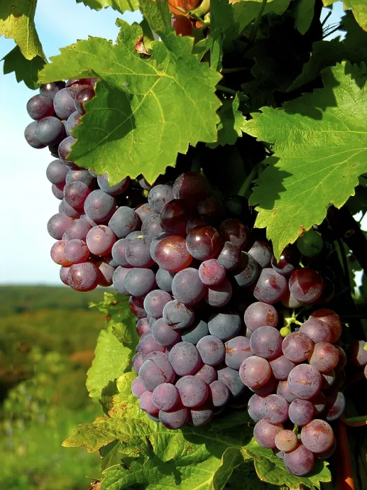 Gerahmter Druck : Trauben roter Wein Gerahmter Druck : Trauben roter Wein