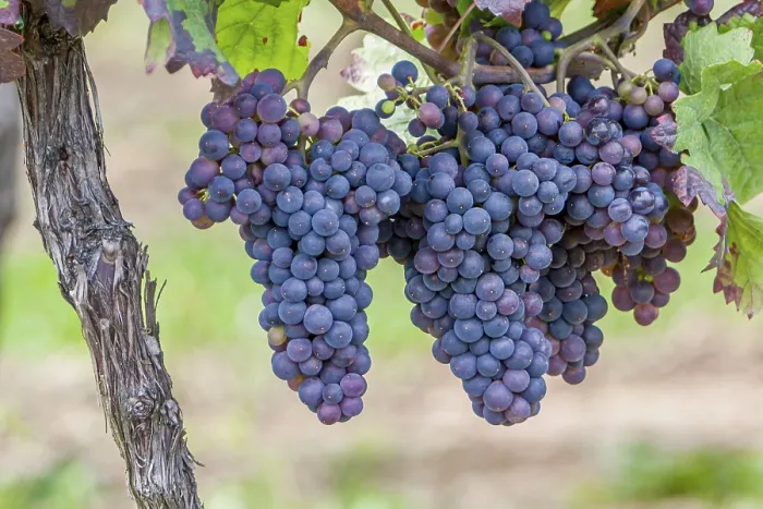 Gerahmter Druck : Trauben (Vitis sp.) am Rebstock. Gerahmter Druck : Trauben (Vitis sp.) am Rebstock.