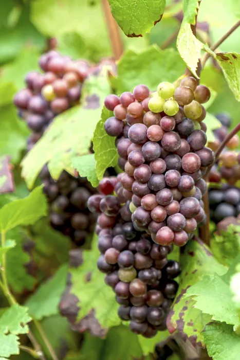 Gerahmter Druck : Beeren (Vitis sp.) am Rebenstock. Gerahmter Druck : Beeren (Vitis sp.) am Rebenstock.