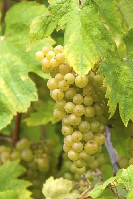Gerahmter Druck : Trauben (Vitis sp.) am Rebstock. Gerahmter Druck : Trauben (Vitis sp.) am Rebstock.