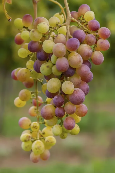 Gerahmter Druck : Trauben (Vitis sp.) am Rebstock. Gerahmter Druck : Trauben (Vitis sp.) am Rebstock.