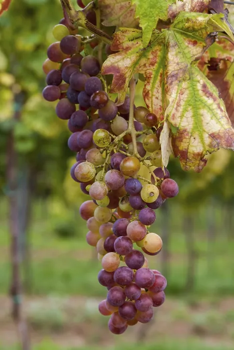 Gerahmter Druck : Trauben (Vitis sp.) am Rebe. Gerahmter Druck : Trauben (Vitis sp.) am Rebe.