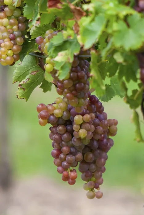 Gerahmter Druck : Trauben (Vitis sp.) am Rebstock. Gerahmter Druck : Trauben (Vitis sp.) am Rebstock.