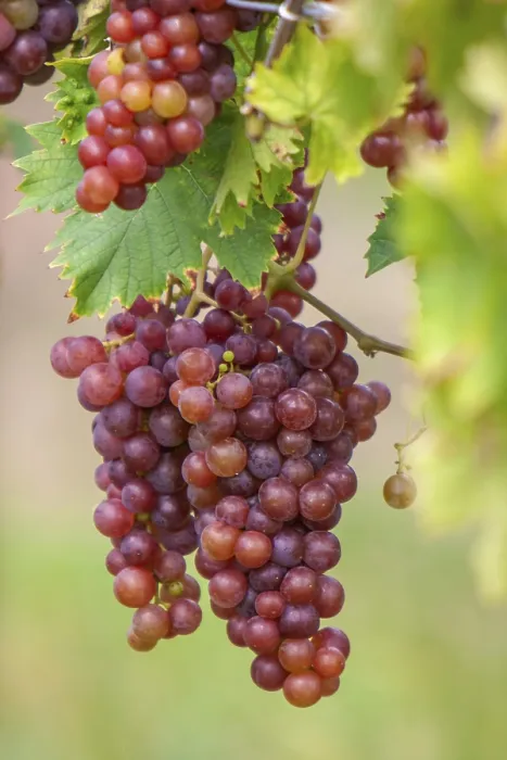 Gerahmter Druck : Trauben (Vitis sp.) am Rebstock. Gerahmter Druck : Trauben (Vitis sp.) am Rebstock.