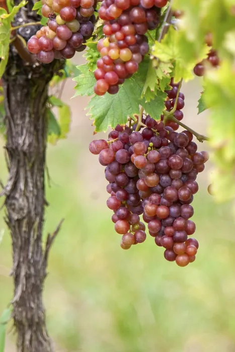 Gerahmter Druck : Trauben (Vitis sp.) am Rebstock.