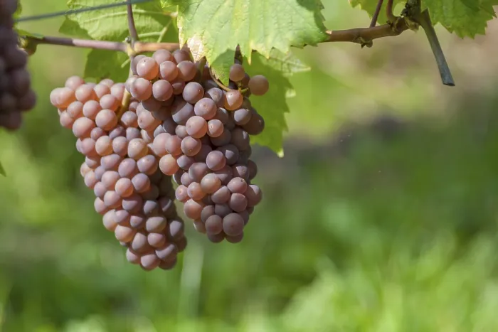 Gerahmter Druck : Trauben (Vitis sp.) am Rebstock. Gerahmter Druck : Trauben (Vitis sp.) am Rebstock.
