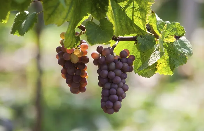 Gerahmter Druck : Trauben (Vitis sp.) am Rebenstock. Gerahmter Druck : Trauben (Vitis sp.) am Rebenstock.