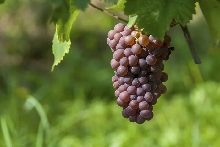 Gerahmter Druck : Trauben (Vitis sp.) am Rebstock. Gerahmter Druck : Trauben (Vitis sp.) am Rebstock.