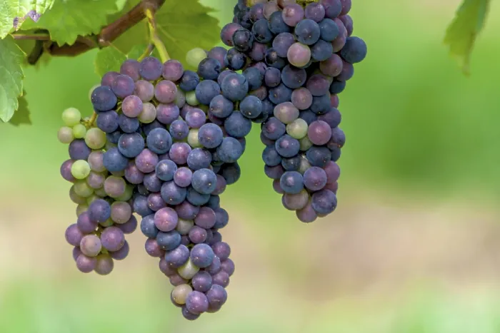 Gerahmter Druck : Trauben (Vitis sp.) am Rebstock. Gerahmter Druck : Trauben (Vitis sp.) am Rebstock.