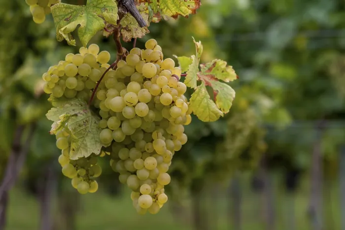 Gerahmter Druck : Trauben (Vitis sp.) am Rebstock. Gerahmter Druck : Trauben (Vitis sp.) am Rebstock.