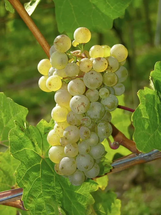 Gerahmter Druck : Weißwein aus Trauben Gerahmter Druck : Weißwein aus Trauben