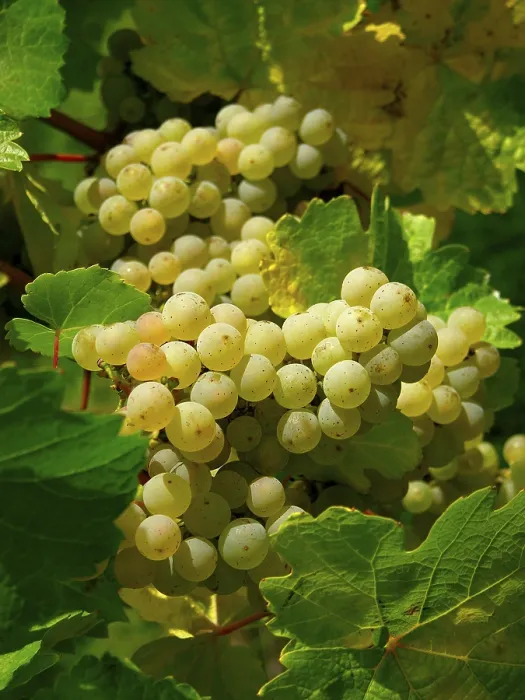 Gerahmter Druck : Weißwein aus Trauben Gerahmter Druck : Weißwein aus Trauben