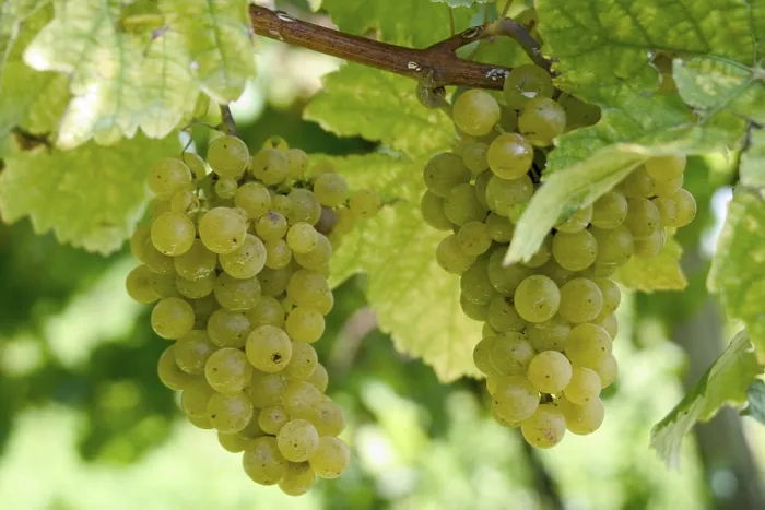 Gerahmter Druck : Grapevine Gerahmter Druck : Grapevine