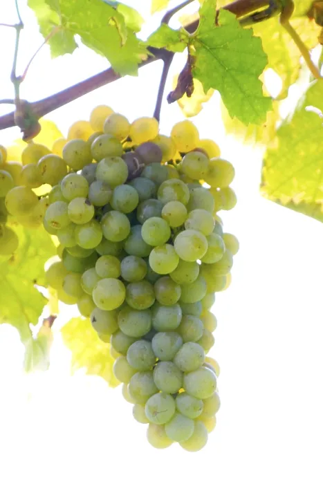 Gerahmter Druck : Grapevine Gerahmter Druck : Grapevine