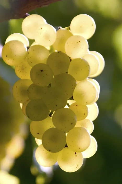 Gerahmter Druck : Grapevine Gerahmter Druck : Grapevine