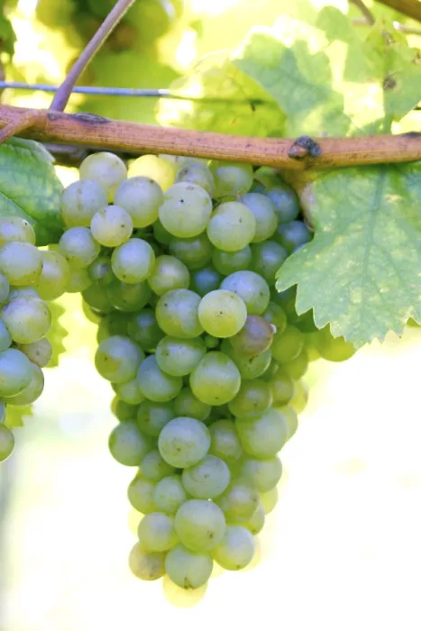 Gerahmter Druck : Grapevine Gerahmter Druck : Grapevine