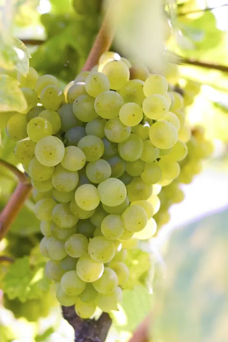 Gerahmter Druck : Grapevine Gerahmter Druck : Grapevine