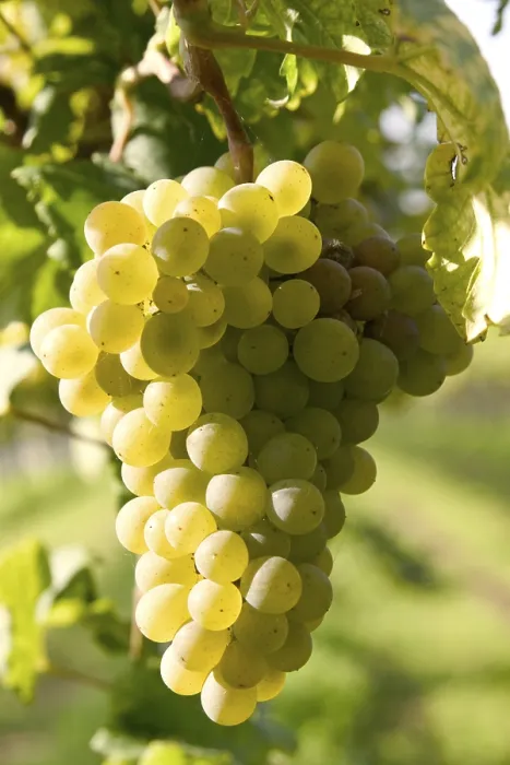 Gerahmter Druck : Grapevine Gerahmter Druck : Grapevine