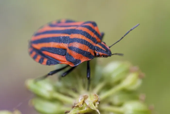 Gerahmter Druck : Graphosoma italicum, Minstrel-Käfer