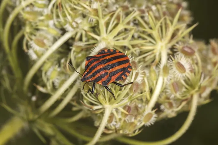 Gerahmter Druck : Graphosoma lineatum, Baumwanze Gerahmter Druck : Graphosoma lineatum, Baumwanze