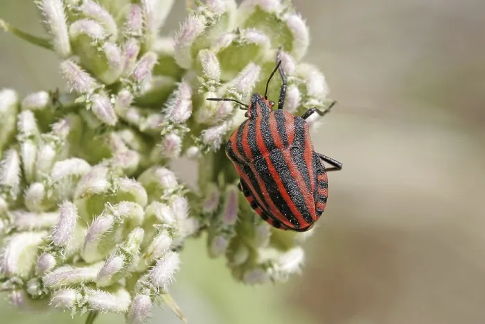 Gerahmter Druck : Graphosoma lineatum Gerahmter Druck : Graphosoma lineatum