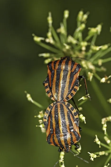Gerahmter Druck : Graphosoma lineatum, gestreifter Käfer Gerahmter Druck : Graphosoma lineatum, gestreifter Käfer
