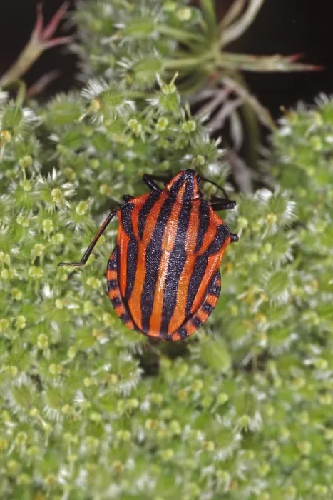 Gerahmter Druck : Graphosoma lineatum, gestreifter Käfer. Gerahmter Druck : Graphosoma lineatum, gestreifter Käfer.