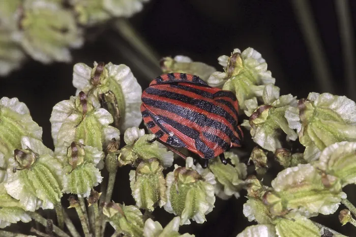 Gerahmter Druck : Graphosoma lineatum, gestreifte Wanze. Gerahmter Druck : Graphosoma lineatum, gestreifte Wanze.