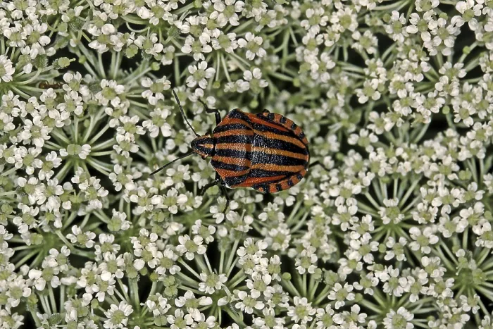 Gerahmter Druck : Graphosoma lineatum, gestreifter Käfer. Gerahmter Druck : Graphosoma lineatum, gestreifter Käfer.