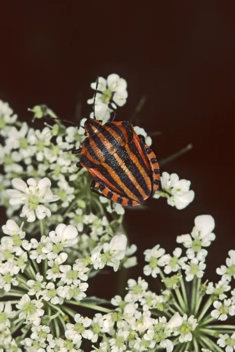 Gerahmter Druck : Graphosoma lineatum, gestreifter Käfer. Gerahmter Druck : Graphosoma lineatum, gestreifter Käfer.